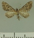  ( - JLC ZW Lep 00289)  @11 [ ] Copyright (2010) Unspecified Research Collection of Juergen Lenz