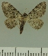  (Eupithecia polylibades - JLC ZW Lep 00290)  @14 [ ] Copyright (2010) Unspecified Research Collection of Juergen Lenz