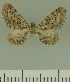  ( - JLC ZW Lep 00291)  @11 [ ] Copyright (2010) Unspecified Research Collection of Juergen Lenz
