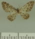  ( - JLC ZW Lep 00292)  @11 [ ] Copyright (2010) Unspecified Research Collection of Juergen Lenz