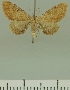  (Eupithecia BOLD:AAP4135 - JLC ZW Lep 00297)  @12 [ ] Copyright (2010) Unspecified Research Collection of Juergen Lenz