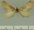  ( - JLC ZW Lep 00302)  @11 [ ] Copyright (2010) Unspecified Research Collection of Juergen Lenz