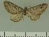  ( - JLC ZW Lep 00303)  @11 [ ] Copyright (2010) Unspecified Research Collection of Juergen Lenz