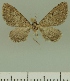  ( - JLC ZW Lep 00306)  @11 [ ] Copyright (2010) Unspecified Research Collection of Juergen Lenz