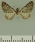  ( - JLC ZW Lep 00310)  @11 [ ] Copyright (2010) Unspecified Research Collection of Juergen Lenz