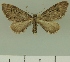  ( - JLC ZW Lep 00312)  @14 [ ] Copyright (2010) Unspecified Research Collection of Juergen Lenz
