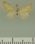  (Eupithecia rediviva - JLC ZW Lep 00314)  @13 [ ] Copyright (2010) Unspecified Research Collection of Juergen Lenz