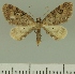  (Eupithecia JLCZW00319 - JLC ZW Lep 00319)  @11 [ ] Copyright (2010) Unspecified Research Collection of Juergen Lenz