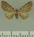  (Eupithecia brachyptera - JLC ZW Lep 00320)  @14 [ ] Copyright (2010) Unspecified Research Collection of Juergen Lenz