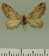  (Eupithecia inconclusaria - JLC ZW Lep 00322)  @12 [ ] Copyright (2010) Unspecified Research Collection of Juergen Lenz