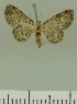  (Pasiphila BOLD:AAZ2734 - JLC ZW Lep 00328)  @12 [ ] Copyright (2010) Unspecified Research Collection of Juergen Lenz