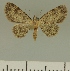  (Chloroclystis JLCZW00338 - JLC ZW Lep 00338)  @11 [ ] Copyright (2010) Unspecified Research Collection of Juergen Lenz