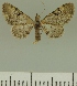  ( - JLC ZW Lep 00341)  @14 [ ] Copyright (2010) Unspecified Research Collection of Juergen Lenz