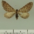  ( - JLC ZW Lep 00343)  @14 [ ] Copyright (2010) Unspecified Research Collection of Juergen Lenz