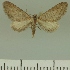  ( - JLC ZW Lep 00346)  @14 [ ] Copyright (2010) Unspecified Research Collection of Juergen Lenz