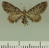  ( - JLC ZW Lep 00350)  @14 [ ] Copyright (2010) Unspecified Research Collection of Juergen Lenz