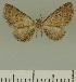  (Eupithecia undiculata - JLC ZW Lep 00353)  @12 [ ] Copyright (2010) Unspecified Research Collection of Juergen Lenz
