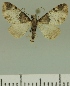  ( - JLC ZW Lep 00360)  @14 [ ] Copyright (2010) Unspecified Research Collection of Juergen Lenz