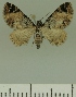  (Eupithecia semipallida - JLC ZW Lep 00362)  @14 [ ] Copyright (2010) Unspecified Research Collection of Juergen Lenz