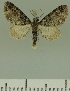 (Eupithecia rubiginifera - JLC ZW Lep 00364)  @14 [ ] Copyright (2010) Unspecified Research Collection of Juergen Lenz