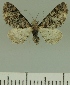  (Eupithecia BOLD:AAL6447 - JLC ZW Lep 00365)  @14 [ ] Copyright (2010) Unspecified Research Collection of Juergen Lenz
