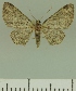  (Pasiphila jansei - JLC ZW Lep 00367)  @14 [ ] Copyright (2010) Unspecified Research Collection of Juergen Lenz
