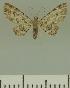  ( - JLC ZW Lep 00372)  @14 [ ] Copyright (2010) Unspecified Research Collection of Juergen Lenz