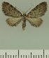  ( - JLC ZW Lep 00375)  @14 [ ] Copyright (2010) Unspecified Research Collection of Juergen Lenz