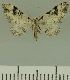  (Eupithecia BOLD:AAP3459 - JLC ZW Lep 00376)  @12 [ ] Copyright (2010) Unspecified Research Collection of Juergen Lenz