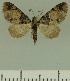  ( - JLC ZW Lep 00378)  @13 [ ] Copyright (2010) Unspecified Research Collection of Juergen Lenz