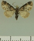  (Eupithecia BOLD:AAM0351 - JLC ZW Lep 00379)  @14 [ ] Copyright (2010) Unspecified Research Collection of Juergen Lenz