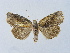  (Stenoloba lichenora - BC ZSM Lep 31502)  @11 [ ] CreativeCommons - Attribution Non-Commercial Share-Alike (2010) Unspecified SNSB, Zoologische Staatssammlung Muenchen