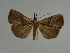  (Hypena furva - BC ZSM Lep 31514)  @11 [ ] CreativeCommons - Attribution Non-Commercial Share-Alike (2010) Unspecified SNSB, Zoologische Staatssammlung Muenchen