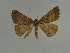  (Hypena tatorhina - BC ZSM Lep 31515)  @13 [ ] CreativeCommons - Attribution Non-Commercial Share-Alike (2010) Unspecified SNSB, Zoologische Staatssammlung Muenchen