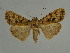  ( - BC ZSM Lep 31520)  @11 [ ] CreativeCommons - Attribution Non-Commercial Share-Alike (2010) Unspecified SNSB, Zoologische Staatssammlung Muenchen