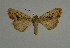  ( - BC ZSM Lep 31521)  @11 [ ] CreativeCommons - Attribution Non-Commercial Share-Alike (2010) Unspecified SNSB, Zoologische Staatssammlung Muenchen