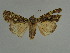  ( - BC ZSM Lep 31523)  @11 [ ] CreativeCommons - Attribution Non-Commercial Share-Alike (2010) Unspecified SNSB, Zoologische Staatssammlung Muenchen