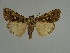  ( - BC ZSM Lep 31524)  @11 [ ] CreativeCommons - Attribution Non-Commercial Share-Alike (2010) Unspecified SNSB, Zoologische Staatssammlung Muenchen