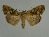  (Euplexidia pallidivirens - BC ZSM Lep 31525)  @12 [ ] CreativeCommons - Attribution Non-Commercial Share-Alike (2010) Unspecified SNSB, Zoologische Staatssammlung Muenchen