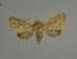  ( - BC ZSM Lep 31528)  @11 [ ] CreativeCommons - Attribution Non-Commercial Share-Alike (2010) Unspecified SNSB, Zoologische Staatssammlung Muenchen