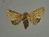  ( - BC ZSM Lep 31529)  @11 [ ] CreativeCommons - Attribution Non-Commercial Share-Alike (2010) Unspecified SNSB, Zoologische Staatssammlung Muenchen