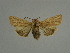  ( - BC ZSM Lep 31530)  @13 [ ] CreativeCommons - Attribution Non-Commercial Share-Alike (2010) Unspecified SNSB, Zoologische Staatssammlung Muenchen