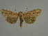  (Mythimna guanyuana - BC ZSM Lep 31531)  @11 [ ] CreativeCommons - Attribution Non-Commercial Share-Alike (2010) Unspecified SNSB, Zoologische Staatssammlung Muenchen