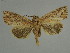  (Mythimna changi - BC ZSM Lep 31532)  @14 [ ] CreativeCommons - Attribution Non-Commercial Share-Alike (2010) Unspecified SNSB, Zoologische Staatssammlung Muenchen