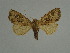  (Atrachea ochroticaGB01Tw - BC ZSM Lep 31534)  @11 [ ] CreativeCommons - Attribution Non-Commercial Share-Alike (2010) Unspecified SNSB, Zoologische Staatssammlung Muenchen
