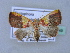  ( - BC ZSM Lep 31549)  @11 [ ] CreativeCommons - Attribution Non-Commercial Share-Alike (2010) Unspecified SNSB, Zoologische Staatssammlung Muenchen