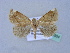  ( - BC ZSM Lep 31554)  @11 [ ] CreativeCommons - Attribution Non-Commercial Share-Alike (2010) Unspecified SNSB, Zoologische Staatssammlung Muenchen