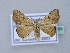  (Laspeyria ruficeps - BC ZSM Lep 31555)  @11 [ ] CreativeCommons - Attribution Non-Commercial Share-Alike (2010) Unspecified SNSB, Zoologische Staatssammlung Muenchen