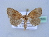  ( - BC ZSM Lep 31559)  @13 [ ] CreativeCommons - Attribution Non-Commercial Share-Alike (2010) Unspecified SNSB, Zoologische Staatssammlung Muenchen