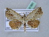  ( - BC ZSM Lep 31561)  @11 [ ] CreativeCommons - Attribution Non-Commercial Share-Alike (2010) Unspecified SNSB, Zoologische Staatssammlung Muenchen